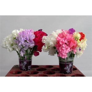 Lathyrus Mixed Pastel