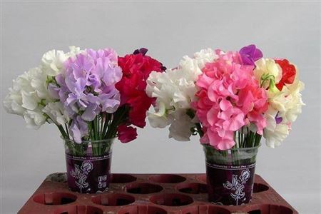 <h4>Lathyrus Mixed Pastel</h4>