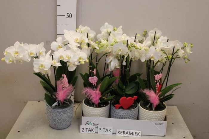 <h4>ARR PHAL MT</h4>