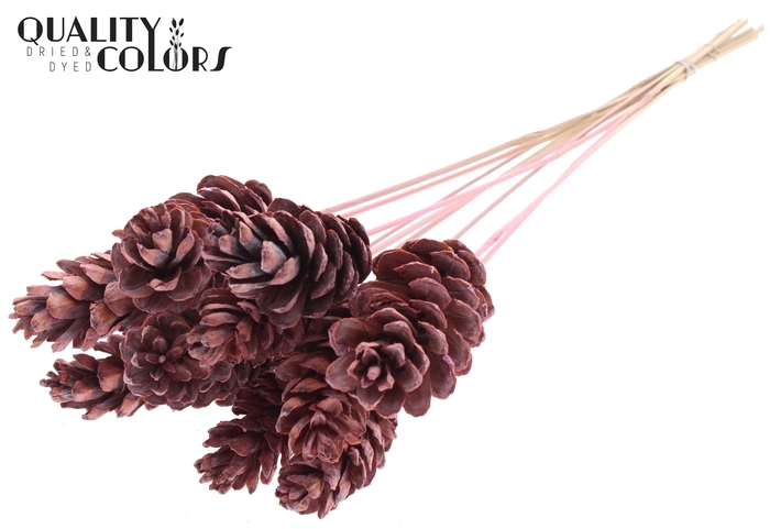 Strobus 10-15cm on stem Frosted Pink