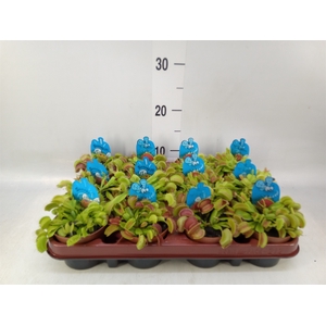 Dionaea muscipula