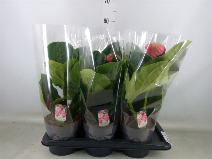 <h4>Medinilla magn. 'Flamenco'</h4>