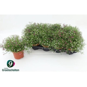 GYPS MURALIS GEM POT