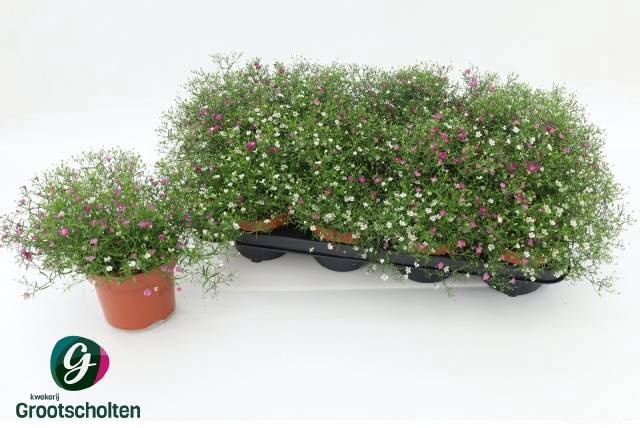 <h4>GYPS MURALIS GEM POT</h4>