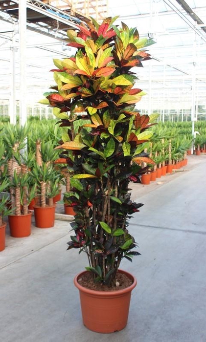 <h4>Codiaeum Iceton (Croton Iceton)</h4>