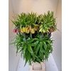 FRIT IMPERIALIS MIX 085CM