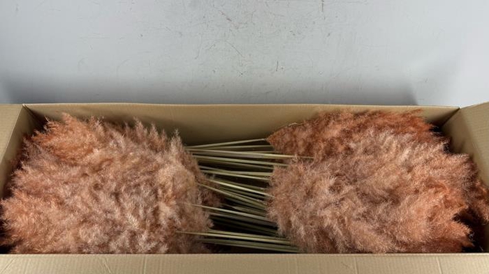 <h4>Df Pampas 115cm Copper/brown</h4>