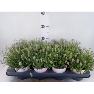 Lavandula angus. 'Rosea'