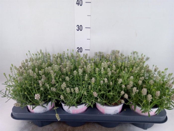 <h4>Lavandula angus. 'Rosea'</h4>