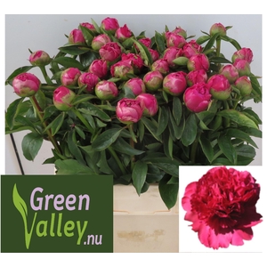 Paeonia Best Man