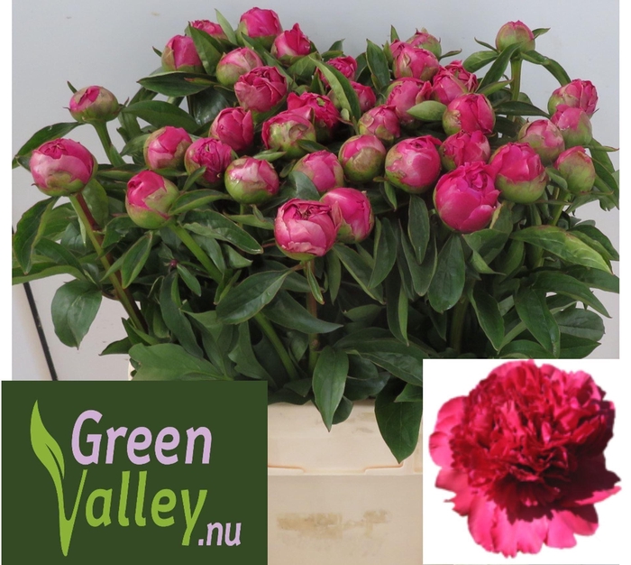 <h4>Paeonia Best Man</h4>