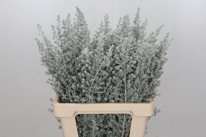 <h4>Kochia (Maireana Sedifolia)</h4>