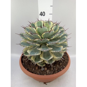 Agave   ...