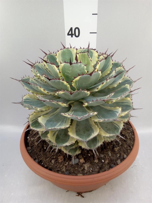 <h4>Agave   ...</h4>