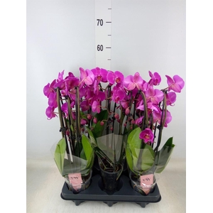 Phalaenopsis   ...lilac