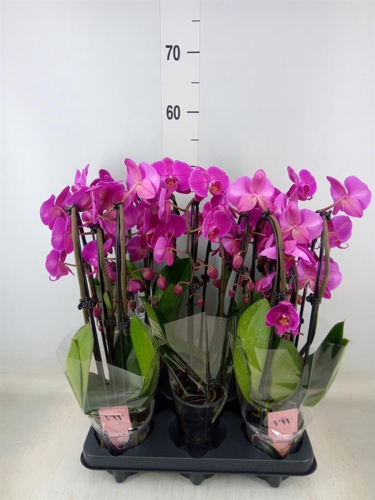 <h4>Phalaenopsis   ...lilac</h4>
