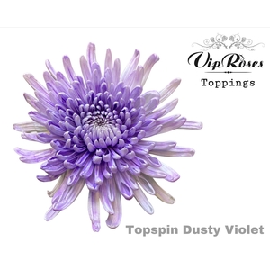 Chr G Topspin Dusty Violet