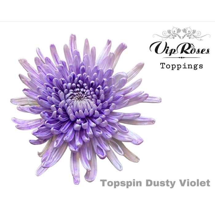 <h4>Chr G Topspin Dusty Violet</h4>