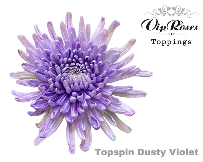 CHR G TOPSPIN DUSTY VIOLET