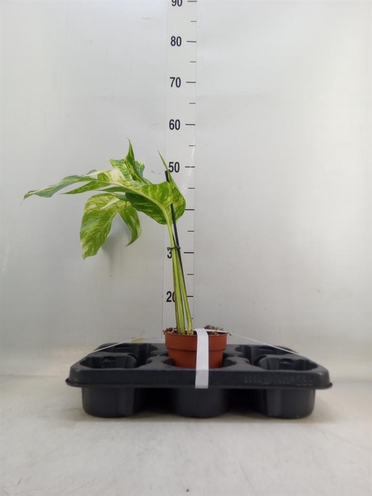 <h4>Epipremnum ...</h4>