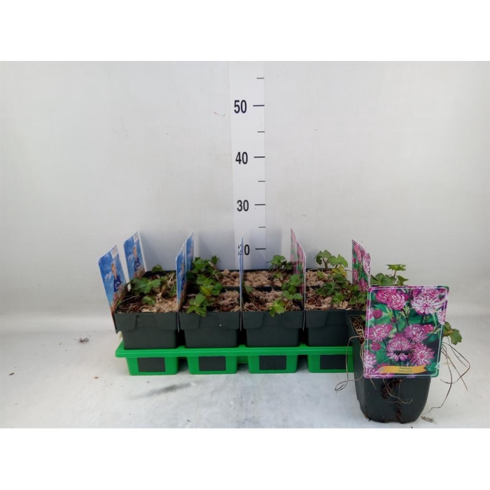 <h4>Astrantia major</h4>