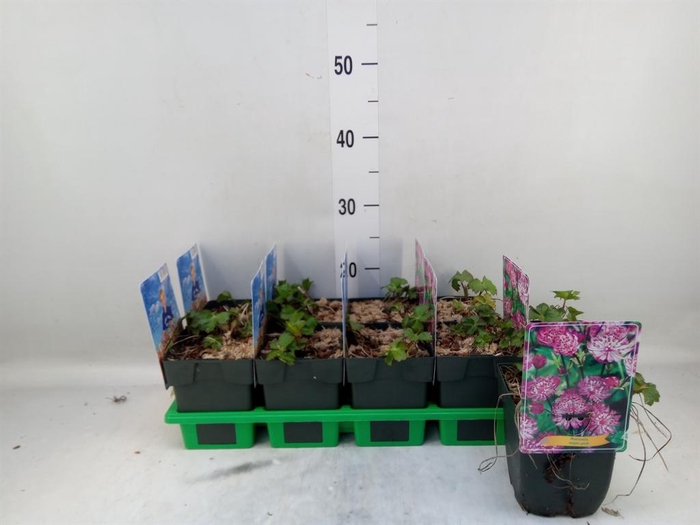 <h4>Astrantia major</h4>