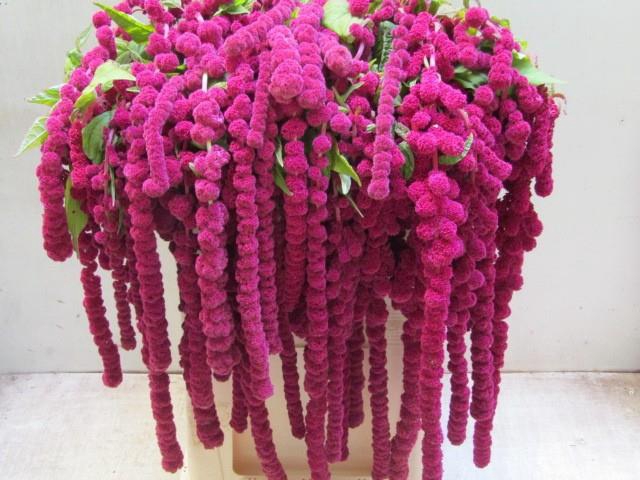 AMAR CA ROSARY