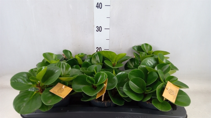 <h4>Peperomia obt. 'Green Gold'</h4>