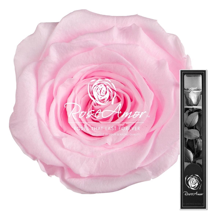 <h4>30cm Stem Pin99</h4>