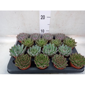 Echeveria   ...mix