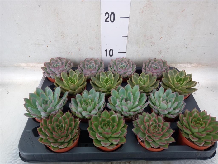 <h4>Echeveria   ...mix</h4>