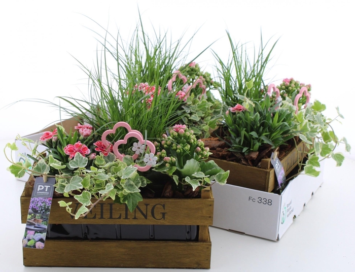 <h4>ARR TUINPLANTEN</h4>