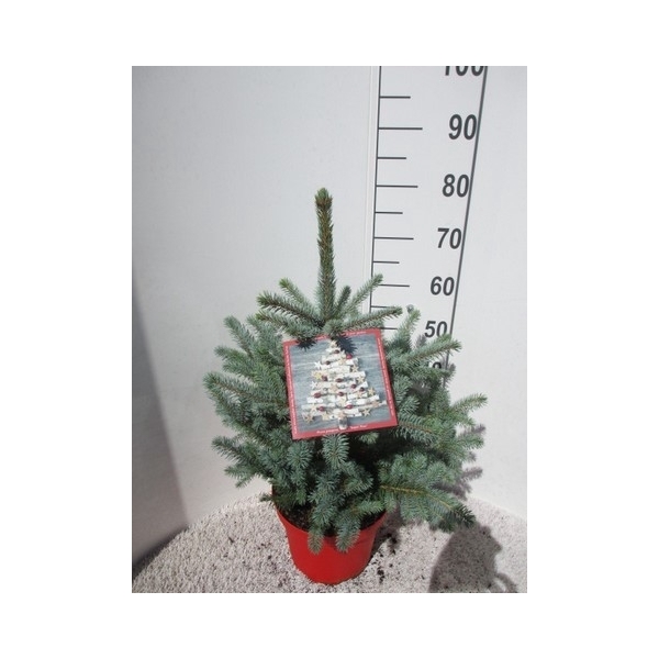 <h4>Picea pungens Super Blue 50-60 P28</h4>