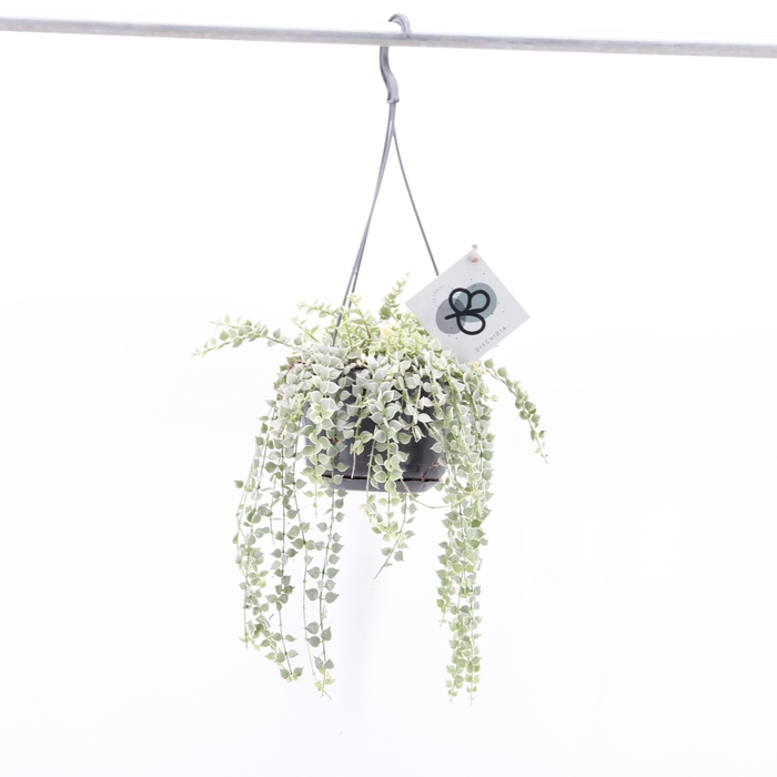 <h4>Dischidia Ruscifolia Variegata</h4>