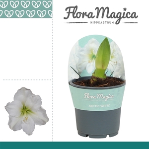 Hippeastrum Arctic White 2 knop in Potkraag