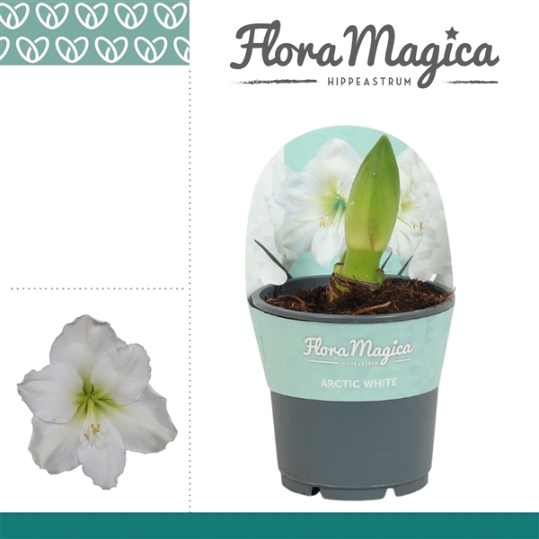 <h4>Hippeastrum Arctic White 2 knop in Potkraag</h4>