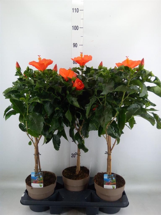 <h4>Hibiscus   ...</h4>