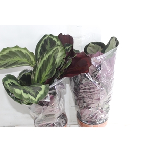 CALATHEA P17 VARIADO