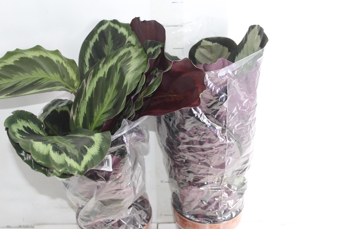 <h4>CALATHEA P17 VARIADO</h4>