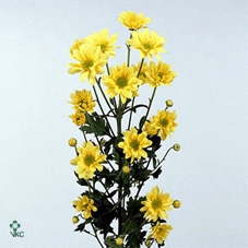 ILEX CRENATA JENNY