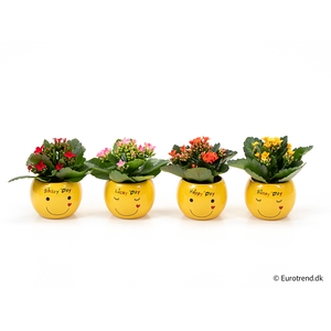 KALANCHOE BLOSSF p6 E 2969
