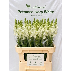 Antir Poto Ivory White