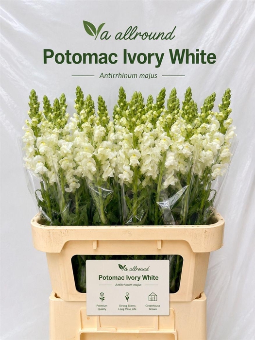 <h4>Antir Poto Ivory White</h4>