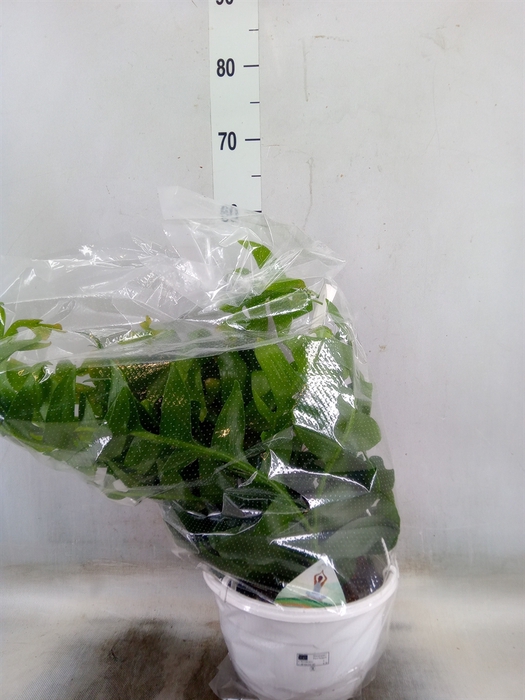 <h4>Epiphyllum   ...</h4>