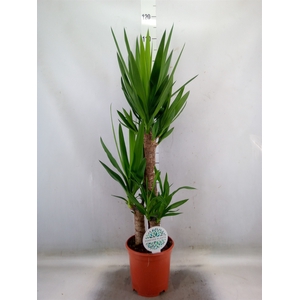 Yucca