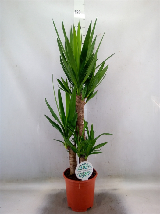 <h4>Yucca</h4>