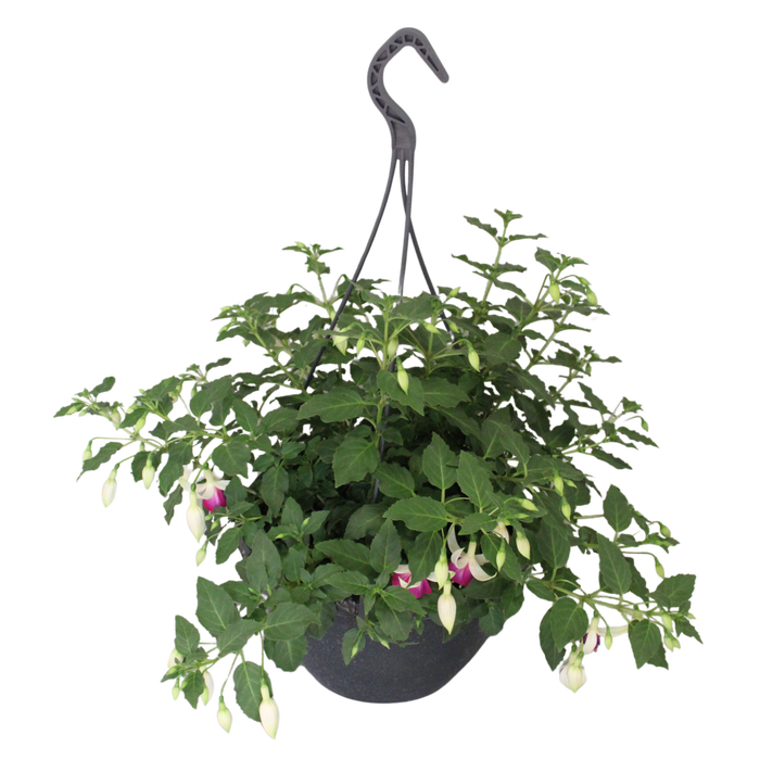 Hangpotten 23 cm Fuchsia Bella Nora