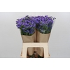 Ageratum houstonianum 'JJ Violet Blue'