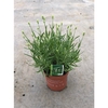 Lavandula angustifolia Aromance White