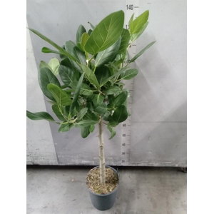 Ficus benghalensis 'Audrey'